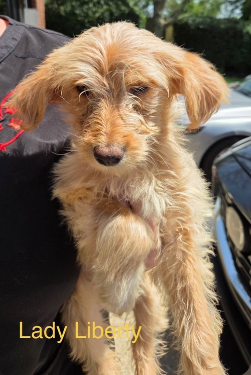 Lady Liberty, an adoptable Poodle in Saunderstown, RI