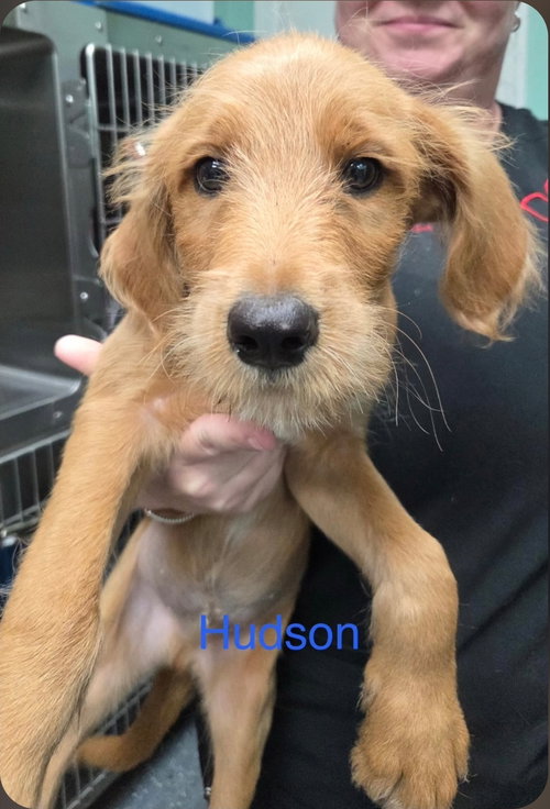 Hudson Honor, an adoptable Poodle in Saunderstown, RI