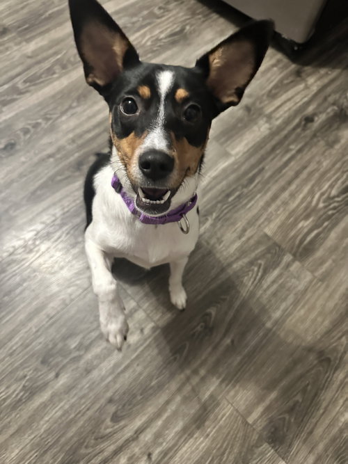 Lacey OS Terrs, an adoptable Rat Terrier in Saunderstown, RI