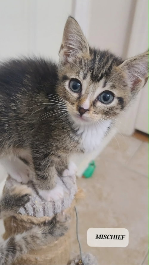 Mischief C Seago, an adoptable Tabby in Saunderstown, RI