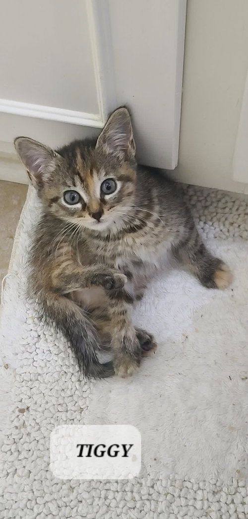 Tiggy C Seago, an adoptable Tabby in Saunderstown, RI