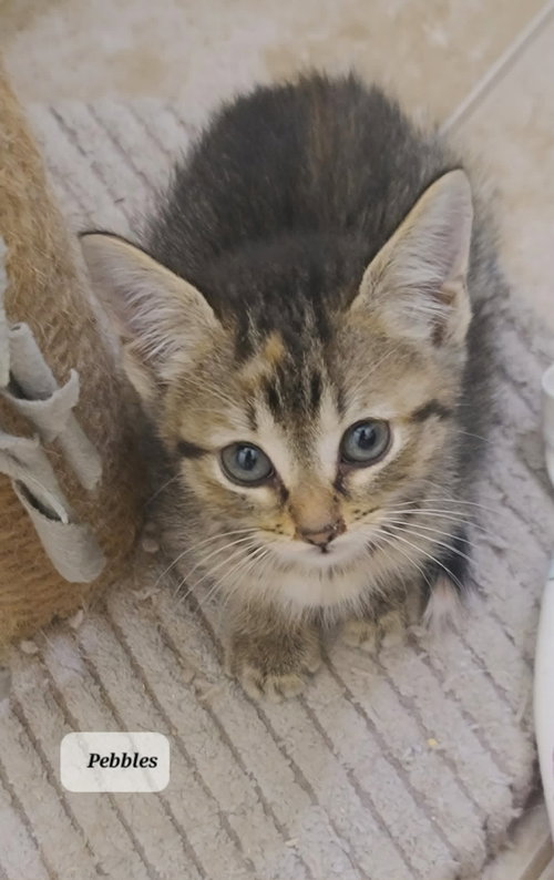 Pebbles C Seago, an adoptable Tabby in Saunderstown, RI