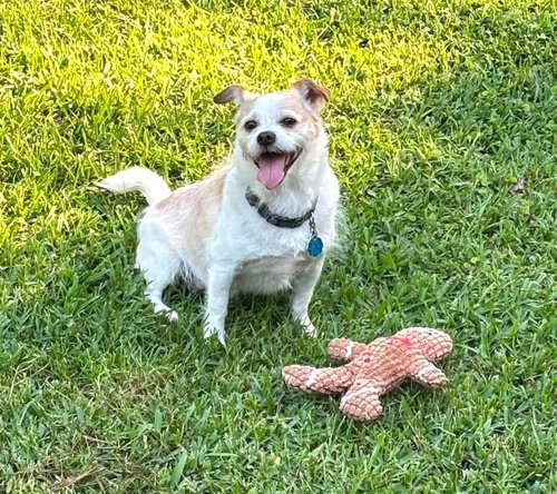 Photo 5 of Gizmo Clark