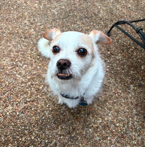 Photo 6 of Gizmo Clark