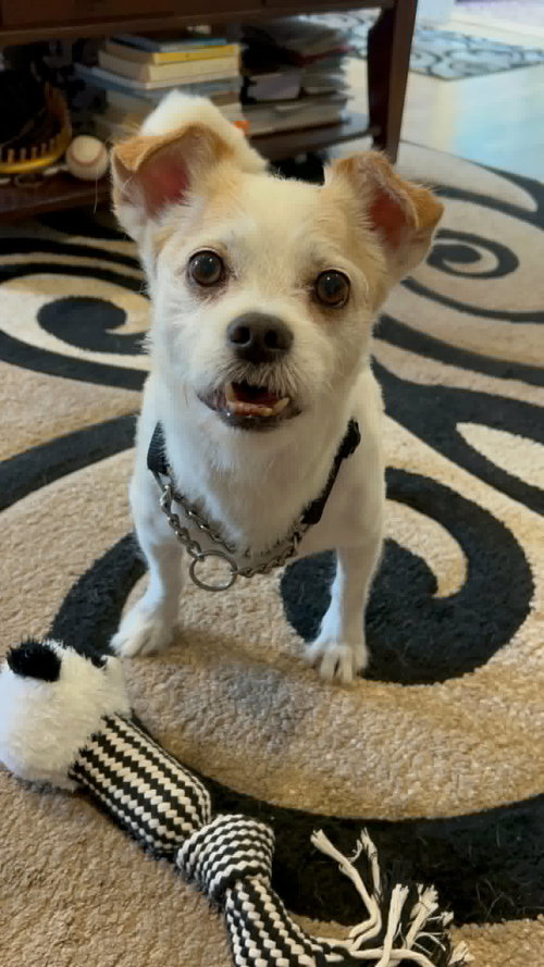 Gizmo Clark, a dog for adoption from Friends of Homeless Animals, Inc.