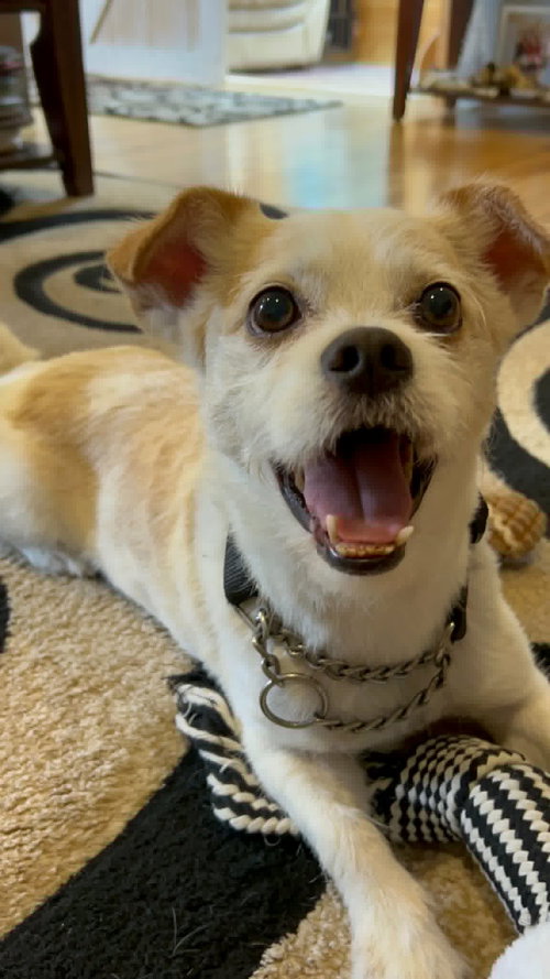 Photo 2 of Gizmo Clark