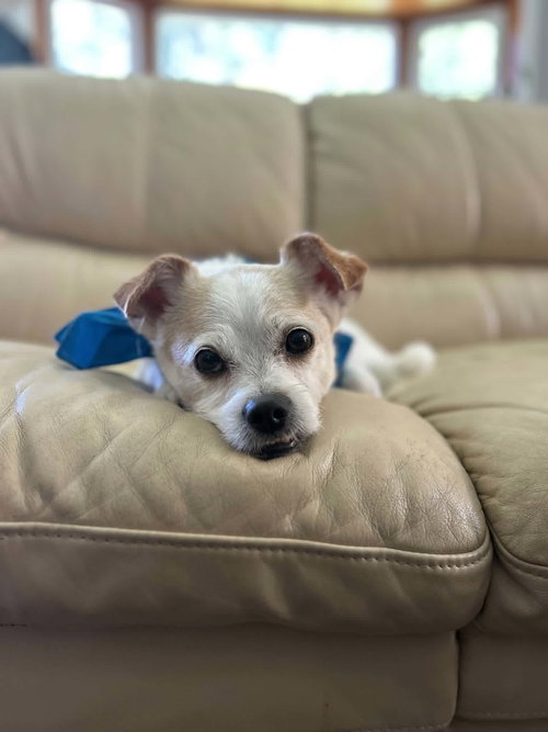 Photo 3 of Gizmo Clark