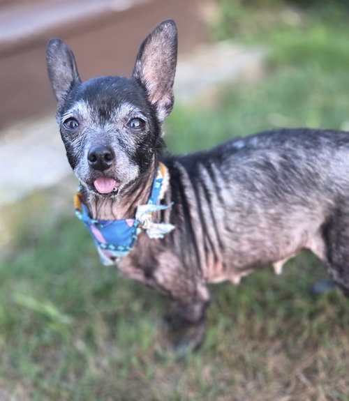 Myrtle Moore, an adoptable Chihuahua in Saunderstown, RI