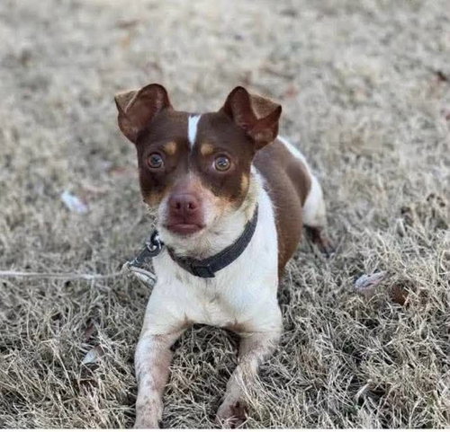 Ace Clarke, an adoptable Chihuahua in Saunderstown, RI