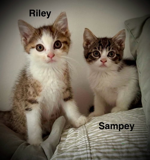 Riley & Sampey C Gatlin, an adoptable Domestic Short Hair in Saunderstown, RI