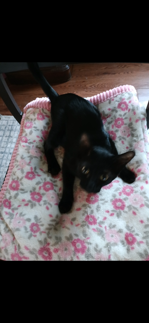 Doodlebug C Ingram, an adoptable Domestic Short Hair in Saunderstown, RI