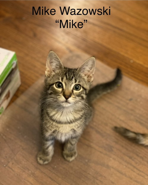 Mike Wazowski C Weaver, an adoptable Tabby in Saunderstown, RI