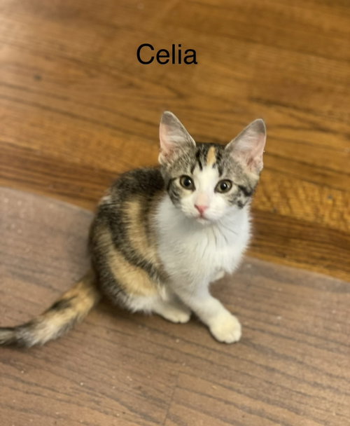 Celia C Weaver, an adoptable Calico in Saunderstown, RI