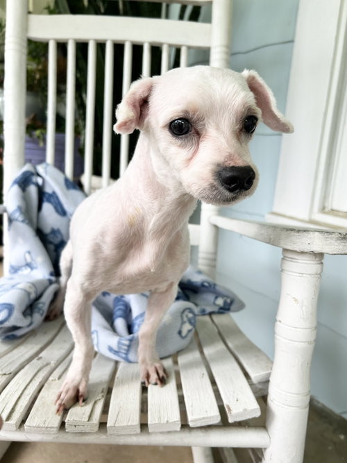Mark Anthony Wright, an adoptable Maltese in Saunderstown, RI