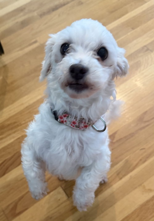 Octavia Wright, a dog for adoption from Friends of Homeless Animals, Inc.