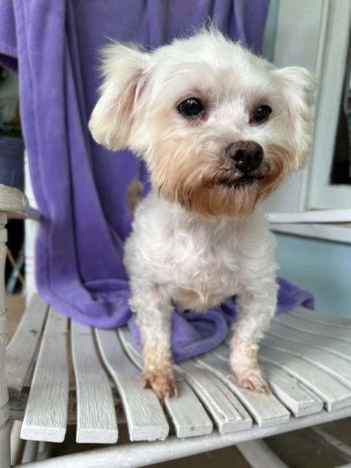 Cleopatra Wright, an adoptable Maltese in Saunderstown, RI