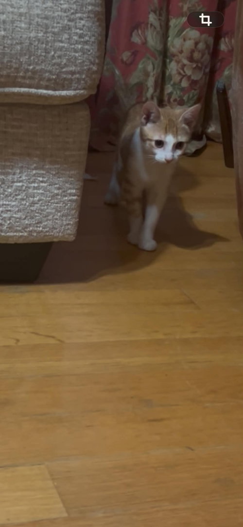 Bob C Hall, an adoptable Tabby in Saunderstown, RI
