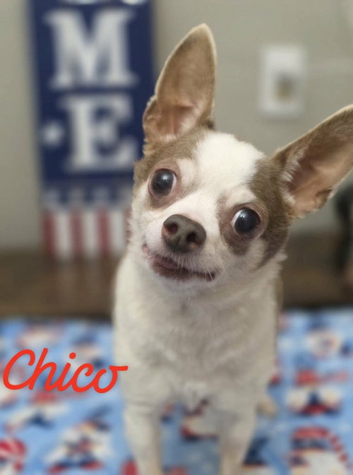 Chico Wood