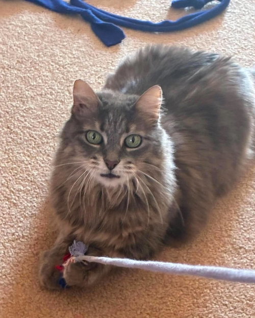 Patty Cake C Norris, a cat for adoption from Friends of Homeless Animals, Inc.