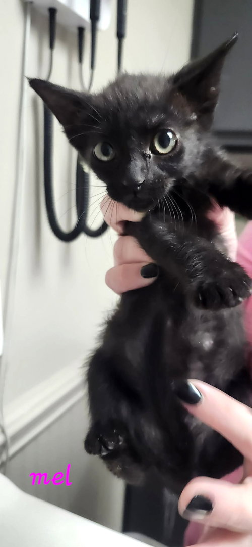 Mel C Klein, a cat for adoption from Friends of Homeless Animals, Inc.