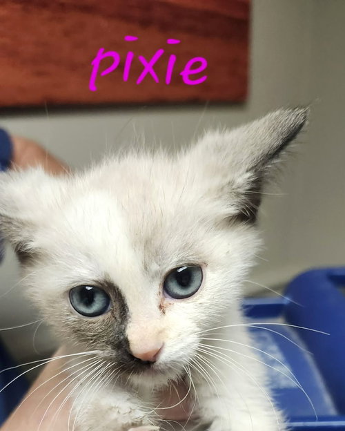 Pixie C Klein