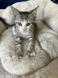 Buster C Klein, a cat for adoption from Friends of Homeless Animals, Inc.