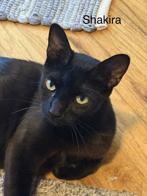 Shakira C Weaver, a cat for adoption from Friends of Homeless Animals, Inc.