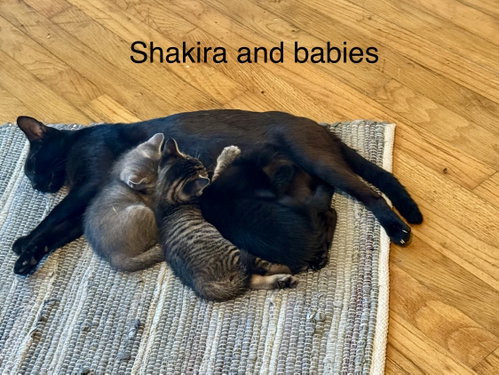 Photo 2 of Shakira C Weaver