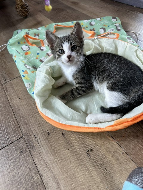 Josh C Ingram, a cat for adoption from Friends of Homeless Animals, Inc.