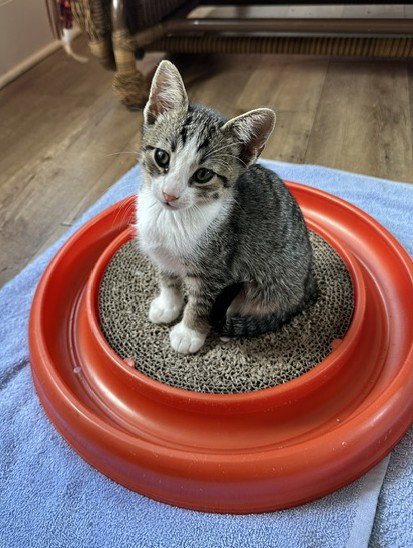 Ellie C Ingram, a cat for adoption from Friends of Homeless Animals, Inc.