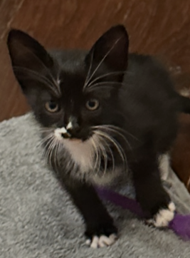 Samantha C Ingram, a cat for adoption from Friends of Homeless Animals, Inc.