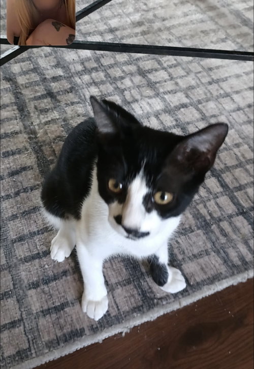 Stella C Ingram, a cat for adoption from Friends of Homeless Animals, Inc.