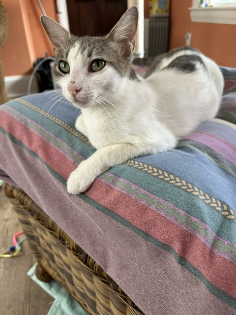 Nina C Ingram, a cat for adoption from Friends of Homeless Animals, Inc.