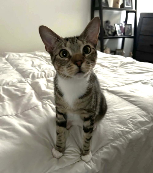 Zoe C Kirk, a cat for adoption from Friends of Homeless Animals, Inc.