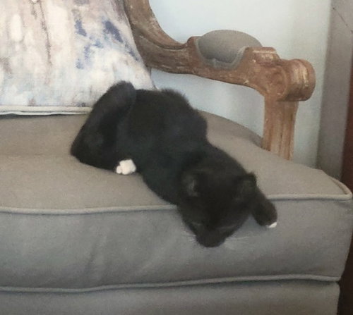Max C Ingram, a cat for adoption from Friends of Homeless Animals, Inc.