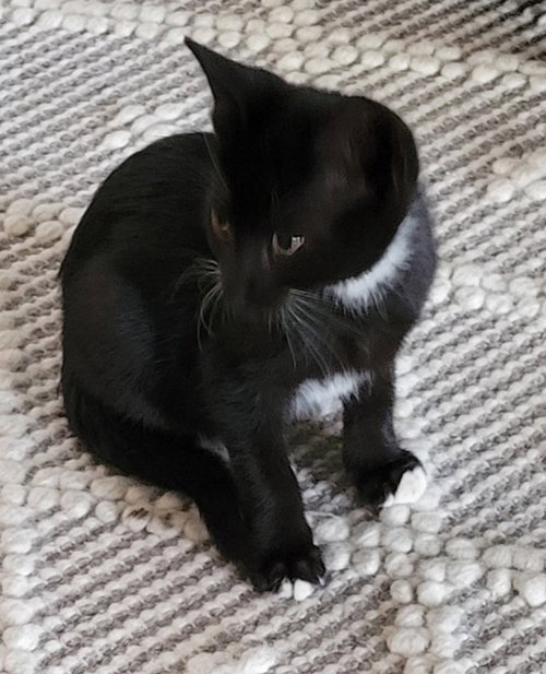 Jake C Ingram, a cat for adoption from Friends of Homeless Animals, Inc.