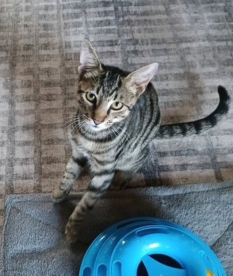 Pepper C Ingram, a cat for adoption from Friends of Homeless Animals, Inc.