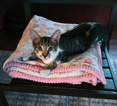 Simon C Ingram, a cat for adoption from Friends of Homeless Animals, Inc.