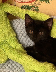 Sabrina C Ingram, a cat for adoption from Friends of Homeless Animals, Inc.