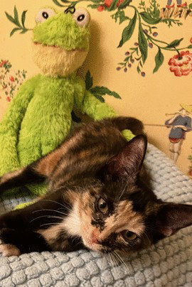 Channing C Ingram, a cat for adoption from Friends of Homeless Animals, Inc.