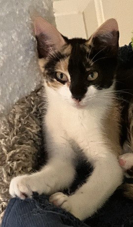 Zoe C Ingram, a cat for adoption from Friends of Homeless Animals, Inc.