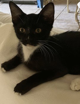 Loki C Ingram, a cat for adoption from Friends of Homeless Animals, Inc.