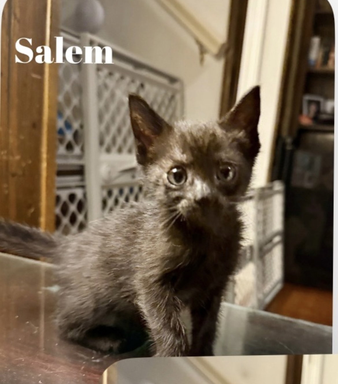 Salem C Gatlin