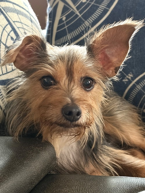 Cookie Hadley, a dog for adoption from Friends of Homeless Animals, Inc.
