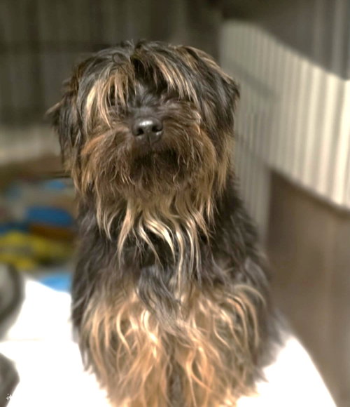 Darnell Wood, a dog for adoption from Friends of Homeless Animals, Inc.