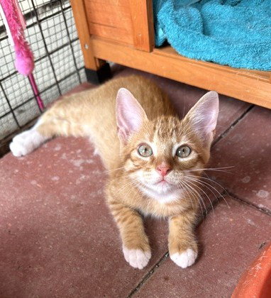 Tyler C Ingram, a cat for adoption from Friends of Homeless Animals, Inc.