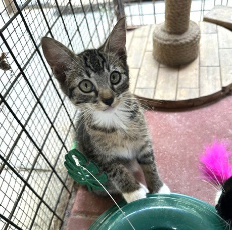 Bradley C Ingram, a cat for adoption from Friends of Homeless Animals, Inc.