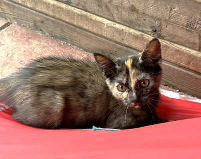 Erin C Ingram, a cat for adoption from Friends of Homeless Animals, Inc.