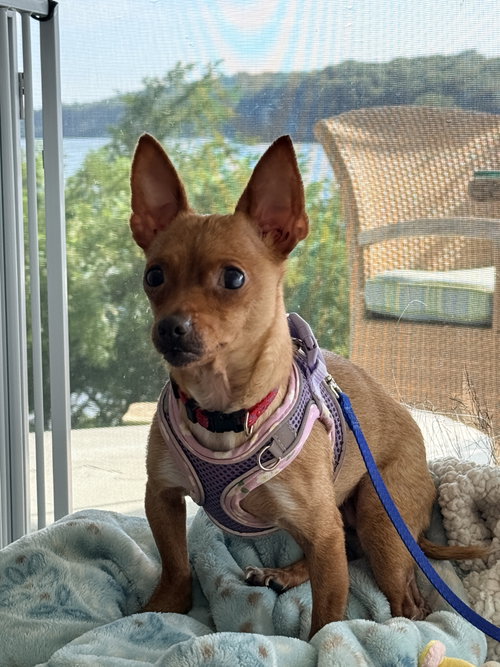Madison Wood, a dog for adoption from Friends of Homeless Animals, Inc.