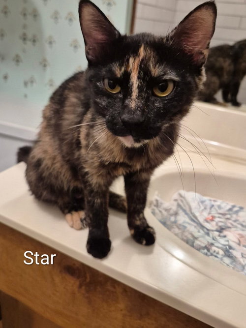 Star C ellison, a cat for adoption from Friends of Homeless Animals, Inc.